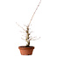 Acer palmatum, 29 cm, ± 12 jaar oud, met een nebari van 3 cm