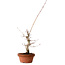 Acer palmatum, 29 cm, ± 12 Jahre alt, mit einem Wurzelhals von 3 cm