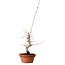 Acer palmatum, 29 cm, ± 12 years old, with a nebari of 3 cm
