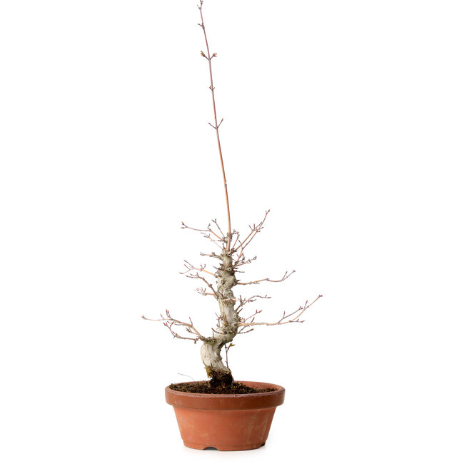 Acer palmatum, 29 cm, ± 12 años, con un nebari de 3 cm