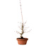 Acer palmatum, 29 cm, ± 12 jaar oud, met een nebari van 3 cm