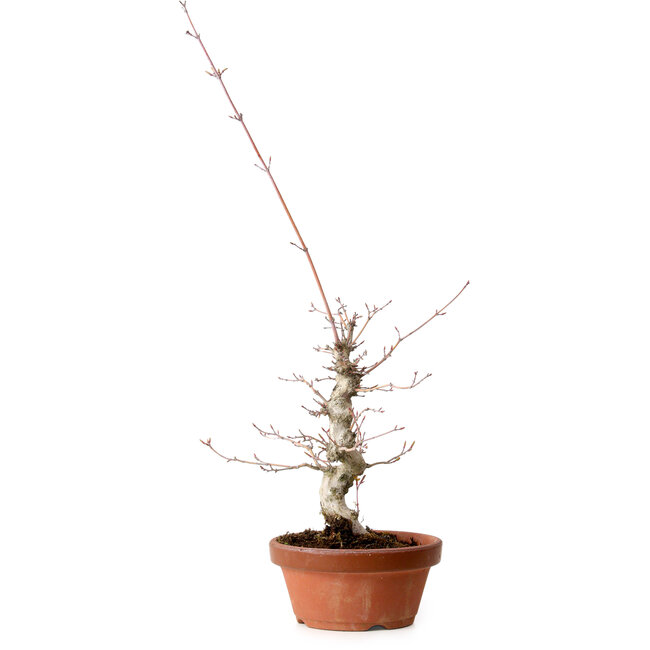 Acer palmatum, 29 cm, ± 12 jaar oud, met een nebari van 3 cm