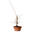 Acer palmatum, 29 cm, ± 12 ans, avec un nebari de 3 cm