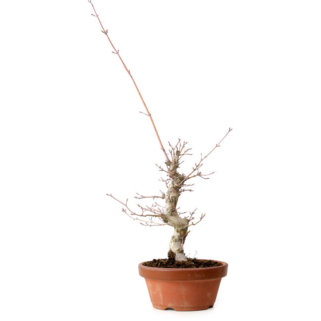 Acer palmatum, 29 cm, ± 12 ans, avec un nebari de 3 cm