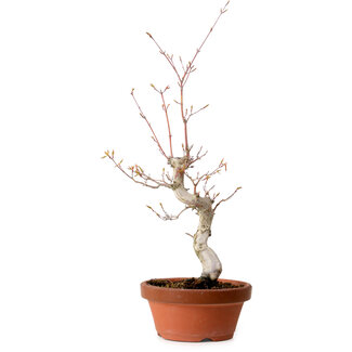 Acer palmatum, 29 cm, ± 12 jaar oud