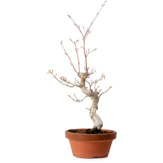 Acer palmatum, 29 cm, ± 12 years old