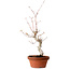 Acer palmatum, 29 cm, ± 12 jaar oud, met een nebari van 3 cm