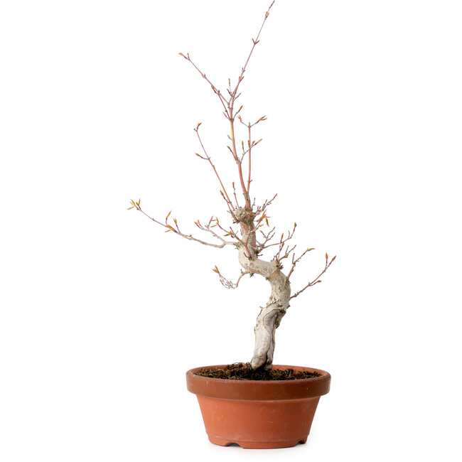 Acer palmatum, 29 cm, ± 12 jaar oud, met een nebari van 3 cm