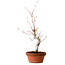 Acer palmatum, 29 cm, ± 12 jaar oud, met een nebari van 3 cm