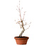 Acer palmatum, 29 cm, ± 12 jaar oud, met een nebari van 3 cm