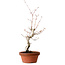 Acer palmatum, 29 cm, ± 12 jaar oud, met een nebari van 3 cm