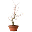 Acer palmatum, 29 cm, ± 12 jaar oud, met een nebari van 3 cm