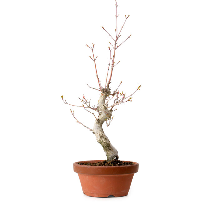 Acer palmatum, 29 cm, ± 12 jaar oud, met een nebari van 3 cm