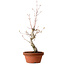 Acer palmatum, 29 cm, ± 12 jaar oud, met een nebari van 3 cm