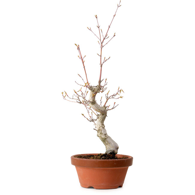 Acer palmatum, 29 cm, ± 12 jaar oud, met een nebari van 3 cm
