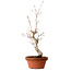 Acer palmatum, 29 cm, ± 12 jaar oud, met een nebari van 3 cm