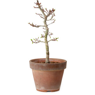 Acer palmatum Shishigashira, 29 cm, ± 12 Jahre alt