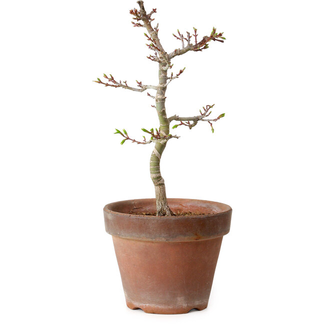 Acer palmatum Shishigashira, 29 cm, ± 12 years old, with a nebari of 2,5 cm