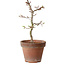 Acer palmatum Shishigashira, 29 cm, ± 12 Jahre alt, mit einem Wurzelhals von 2,5 cm