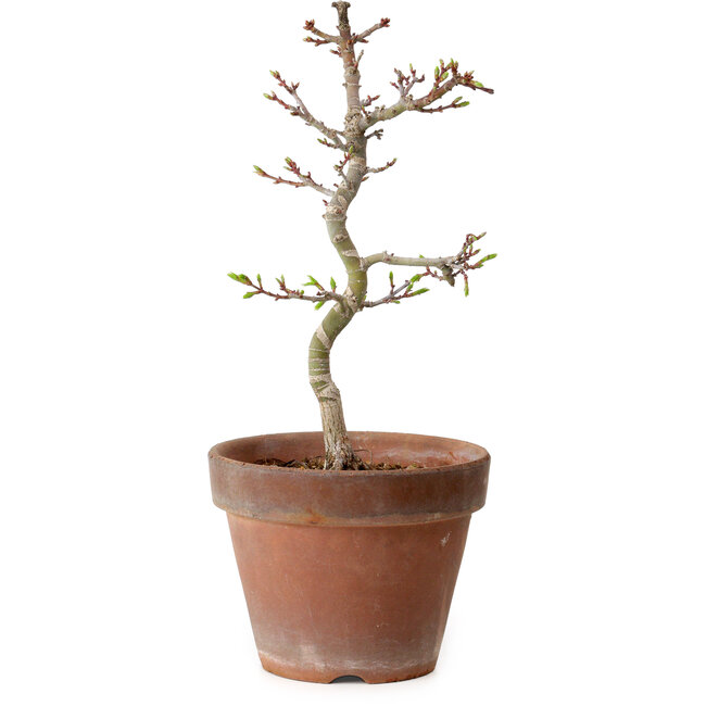 Acer palmatum Shishigashira, 29 cm, ± 12 jaar oud, met een nebari van 2,5 cm