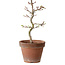 Acer palmatum Shishigashira, 29 cm, ± 12 años, con un nebari de 2,5 cm