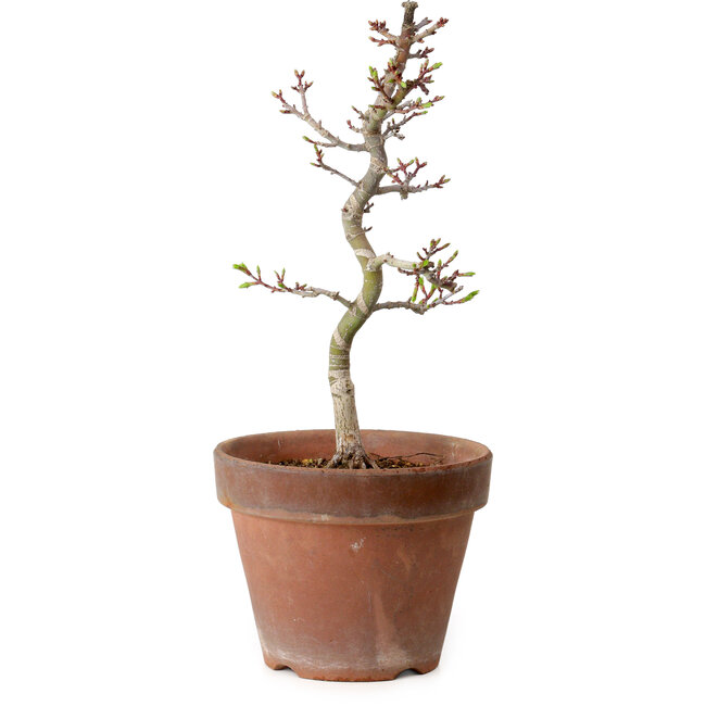 Acer palmatum Shishigashira, 29 cm, ± 12 Jahre alt, mit einem Wurzelhals von 2,5 cm