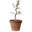 Acer palmatum Shishigashira, 29 cm, ± 12 Jahre alt, mit einem Wurzelhals von 2,5 cm