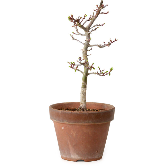 Acer palmatum Shishigashira, 29 cm, ± 12 ans, avec un nebari de 2,5 cm