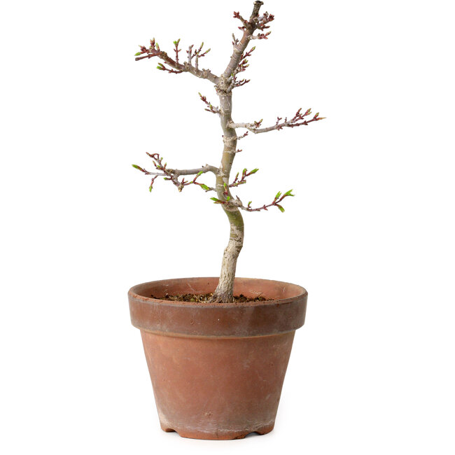 Acer palmatum Shishigashira, 29 cm, ± 12 years old, with a nebari of 2,5 cm