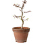 Acer palmatum Shishigashira, 29 cm, ± 12 years old, with a nebari of 2,5 cm