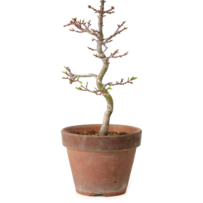Acer palmatum Shishigashira, 29 cm, ± 12 anni, con nebari di 2,5 cm