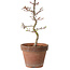 Acer palmatum Shishigashira, 29 cm, ± 12 años, con un nebari de 2,5 cm