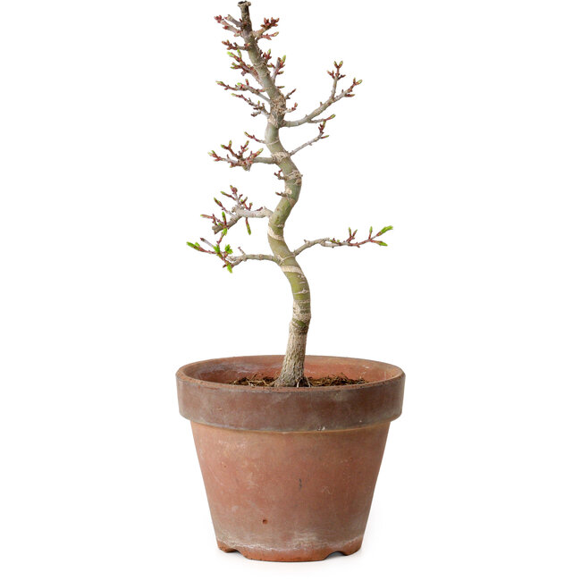 Acer palmatum Shishigashira, 29 cm, ± 12 years old, with a nebari of 2,5 cm