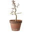 Acer palmatum Shishigashira, 29 cm, ± 12 ans, avec un nebari de 2,5 cm