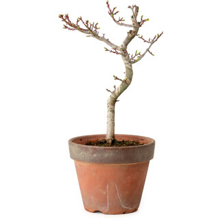Acer palmatum Shishigashira, 30 cm, ± 12 Jahre alt