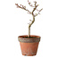 Acer palmatum Shishigashira, 30 cm, ± 12 años, con un nebari de 2,5 cm