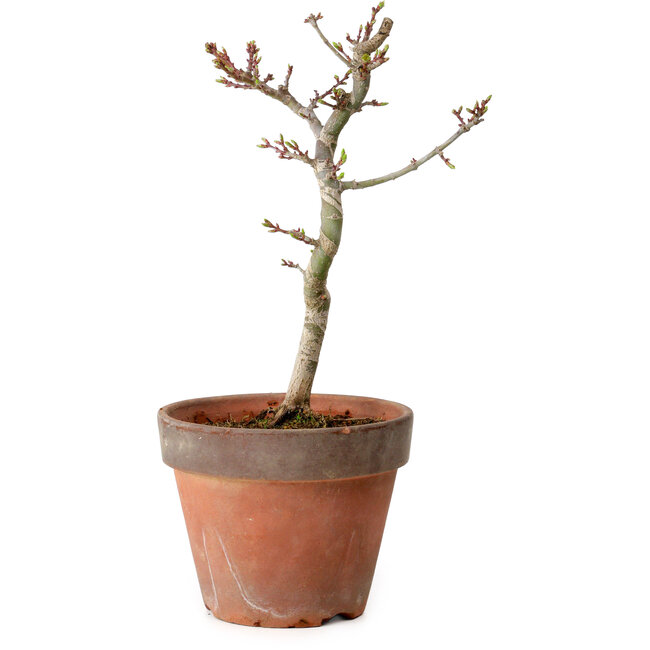Acer palmatum Shishigashira, 30 cm, ± 12 jaar oud, met een nebari van 2,5 cm