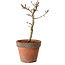 Acer palmatum Shishigashira, 30 cm, ± 12 anni, con nebari di 2,5 cm