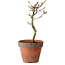 Acer palmatum Shishigashira, 30 cm, ± 12 Jahre alt, mit einem Wurzelhals von 2,5 cm