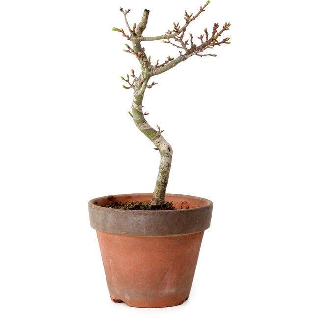 Acer palmatum Shishigashira, 30 cm, ± 12 years old, with a nebari of 2,5 cm