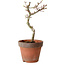 Acer palmatum Shishigashira, 30 cm, ± 12 años, con un nebari de 2,5 cm