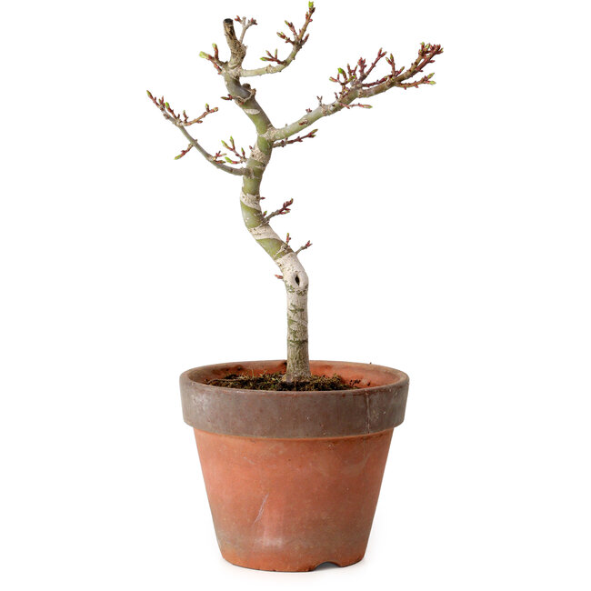 Acer palmatum Shishigashira, 30 cm, ± 12 ans, avec un nebari de 2,5 cm