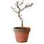 Acer palmatum Shishigashira, 30 cm, ± 12 ans, avec un nebari de 2,5 cm