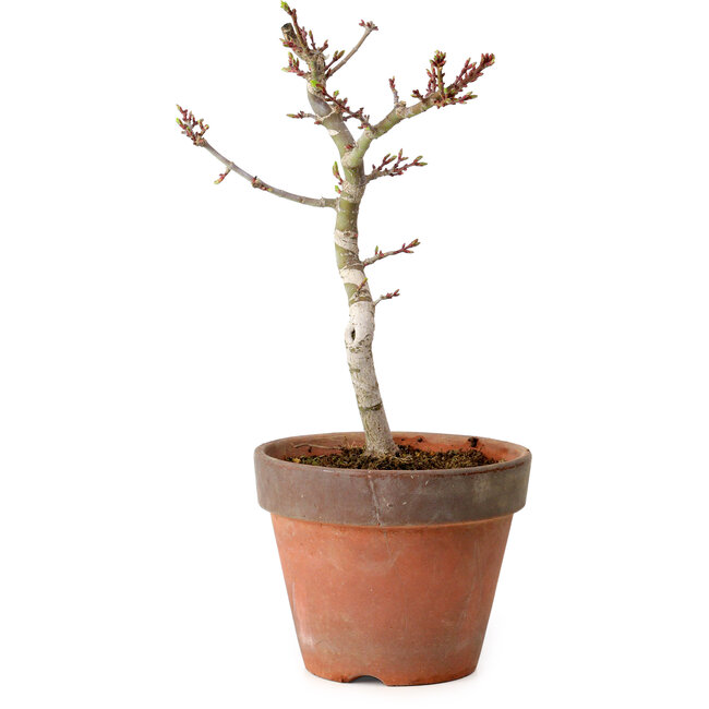 Acer palmatum Shishigashira, 30 cm, ± 12 ans, avec un nebari de 2,5 cm