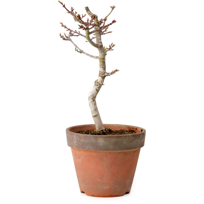Acer palmatum Shishigashira, 30 cm, ± 12 anni, con nebari di 2,5 cm