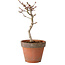 Acer palmatum Shishigashira, 30 cm, ± 12 ans, avec un nebari de 2,5 cm