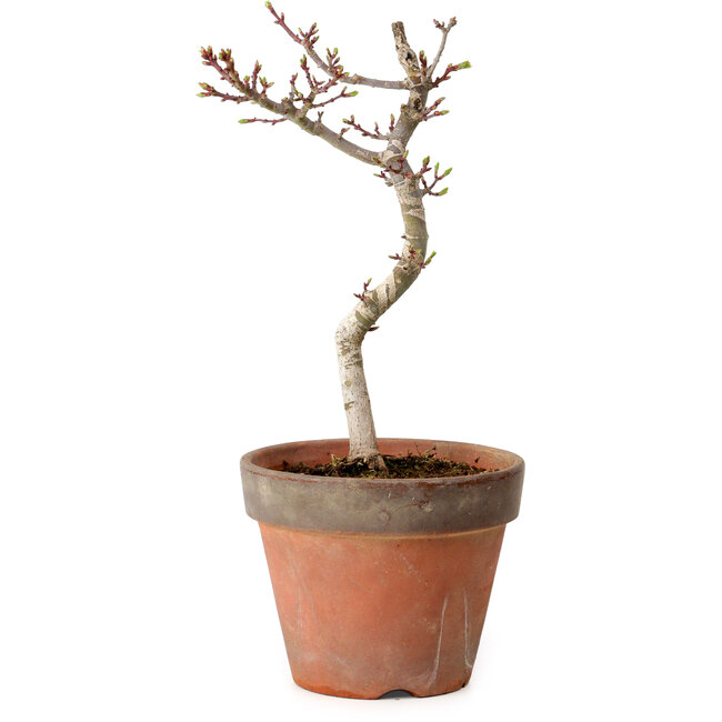 Acer palmatum Shishigashira, 30 cm, ± 12 años, con un nebari de 2,5 cm