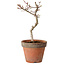 Acer palmatum Shishigashira, 30 cm, ± 12 años, con un nebari de 2,5 cm