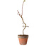 Acer palmatum Shishigashira, 55 cm, ± 12 years old, with a nebari of 2,5 cm