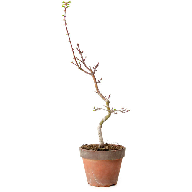 Acer palmatum Shishigashira, 55 cm, ± 12 anni, con nebari di 2,5 cm